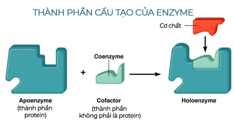 Lý thuyết Sinh 10 Bài 13: Khái quát về chuyển hóa vật chất và năng lượng - Kết nối tri thức