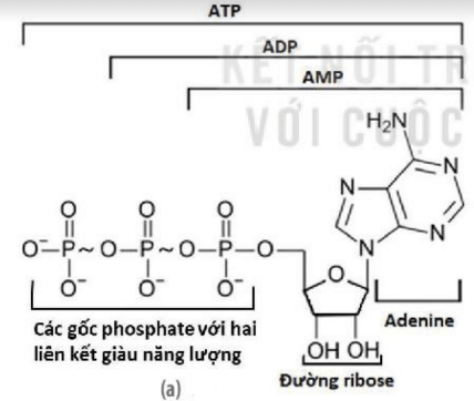 Lý thuyết Sinh 10 Bài 13: Khái quát về chuyển hóa vật chất và năng lượng - Kết nối tri thức