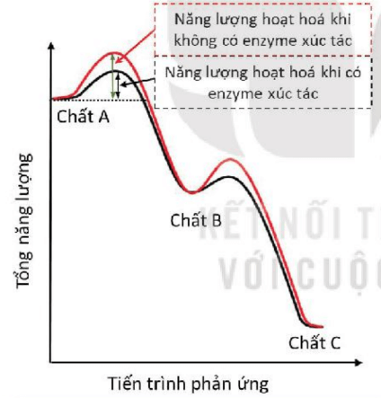 Lý thuyết Sinh 10 Bài 13: Khái quát về chuyển hóa vật chất và năng lượng - Kết nối tri thức