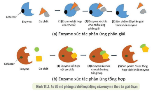 Lý thuyết Sinh 10 Bài 13: Khái quát về chuyển hóa vật chất và năng lượng - Kết nối tri thức