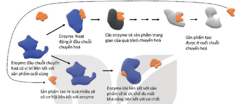 Lý thuyết Sinh 10 Bài 13: Khái quát về chuyển hóa vật chất và năng lượng - Kết nối tri thức