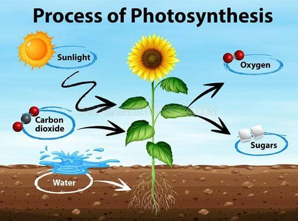 Lý thuyết Sinh 10 Bài 14: Phân giải và tổng hợp các chất trong tế bào - Kết nối tri thức