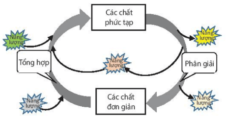 Lý thuyết Sinh 10 Bài 14: Phân giải và tổng hợp các chất trong tế bào - Kết nối tri thức