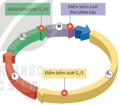 Lý thuyết Sinh 10 Bài 16: Chu kì tế bào và nguyên phân - Kết nối tri thức