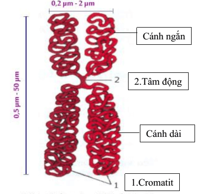 Lý thuyết Sinh 10 Bài 16: Chu kì tế bào và nguyên phân - Kết nối tri thức