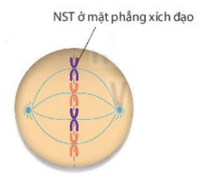 Lý thuyết Sinh 10 Bài 16: Chu kì tế bào và nguyên phân - Kết nối tri thức