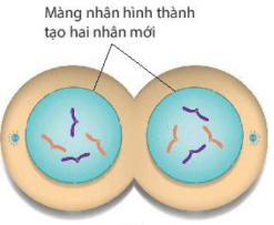 Lý thuyết Sinh 10 Bài 16: Chu kì tế bào và nguyên phân - Kết nối tri thức