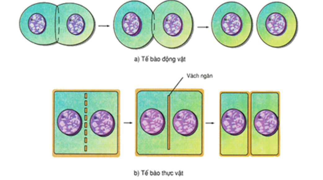 Lý thuyết Sinh 10 Bài 16: Chu kì tế bào và nguyên phân - Kết nối tri thức