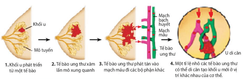 Lý thuyết Sinh 10 Bài 16: Chu kì tế bào và nguyên phân - Kết nối tri thức