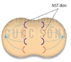 Lý thuyết Sinh 10 Bài 16: Chu kì tế bào và nguyên phân - Kết nối tri thức