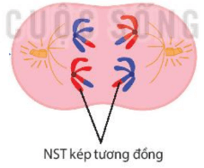 Lý thuyết Sinh 10 Bài 17: Giảm phân - Kết nối tri thức