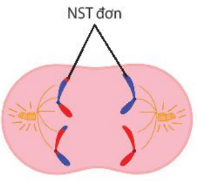 Lý thuyết Sinh 10 Bài 17: Giảm phân - Kết nối tri thức