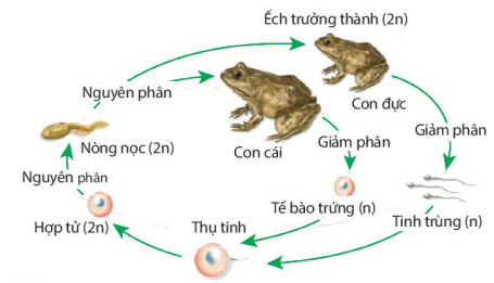 Lý thuyết Sinh 10 Bài 17: Giảm phân - Kết nối tri thức