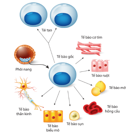 Lý thuyết Sinh 10 Bài 19: Công nhệ tế bào - Kết nối tri thức