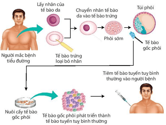 Lý thuyết Sinh 10 Bài 19: Công nhệ tế bào - Kết nối tri thức