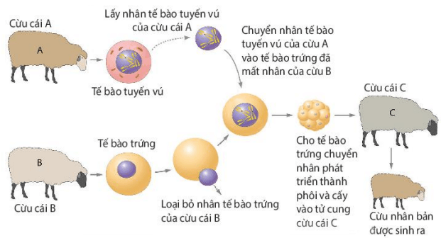 Lý thuyết Sinh 10 Bài 19: Công nhệ tế bào - Kết nối tri thức