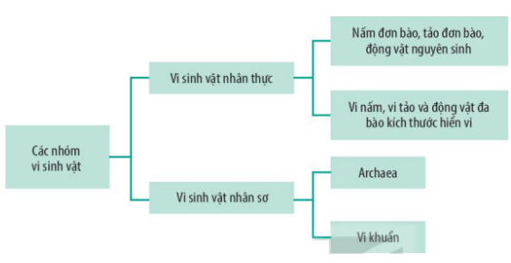 Lý thuyết Sinh 10 Bài 20: Sự đa dạng và phương pháp nghiên cứu vi sinh vật - Kết nối tri thức