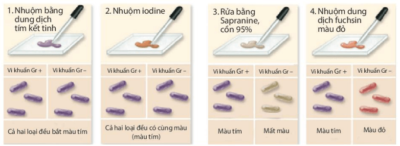 Lý thuyết Sinh 10 Bài 20: Sự đa dạng và phương pháp nghiên cứu vi sinh vật - Kết nối tri thức