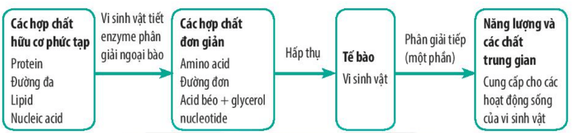 Lý thuyết Sinh 10 Bài 21: Trao đổi chất, sinh trưởng và sinh sản ở vi sinh vật - Kết nối tri thức