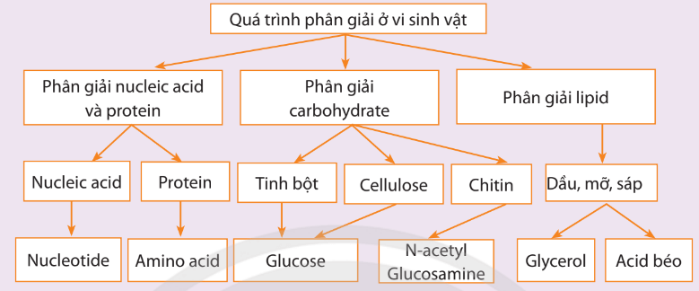 Lý thuyết Sinh 10 Bài 21: Trao đổi chất, sinh trưởng và sinh sản ở vi sinh vật - Kết nối tri thức