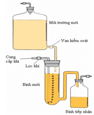 Lý thuyết Sinh 10 Bài 21: Trao đổi chất, sinh trưởng và sinh sản ở vi sinh vật - Kết nối tri thức