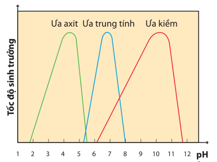 Lý thuyết Sinh 10 Bài 21: Trao đổi chất, sinh trưởng và sinh sản ở vi sinh vật - Kết nối tri thức