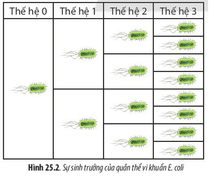 Lý thuyết Sinh 10 Bài 21: Trao đổi chất, sinh trưởng và sinh sản ở vi sinh vật - Kết nối tri thức