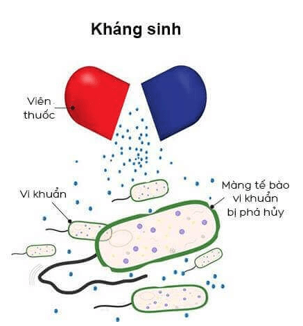 Lý thuyết Sinh 10 Bài 21: Trao đổi chất, sinh trưởng và sinh sản ở vi sinh vật - Kết nối tri thức