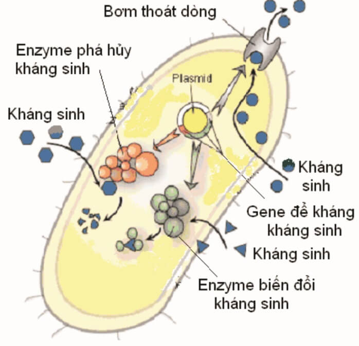 Lý thuyết Sinh 10 Bài 21: Trao đổi chất, sinh trưởng và sinh sản ở vi sinh vật - Kết nối tri thức