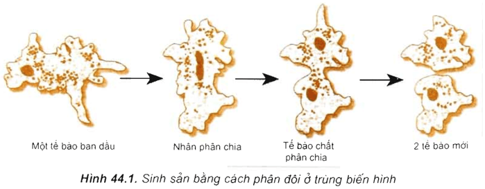 Lý thuyết Sinh 10 Bài 21: Trao đổi chất, sinh trưởng và sinh sản ở vi sinh vật - Kết nối tri thức