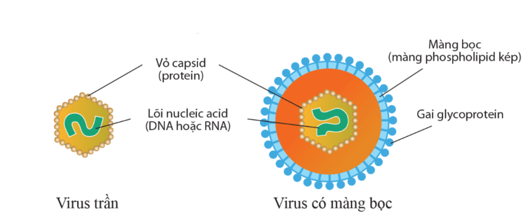 Lý thuyết Sinh 10 Bài 24: Khái quát về virus - Kết nối tri thức