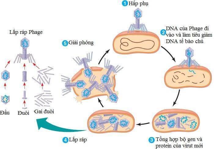 Lý thuyết Sinh 10 Bài 24: Khái quát về virus - Kết nối tri thức