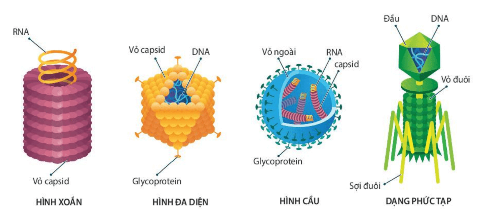 Lý thuyết Sinh 10 Bài 24: Khái quát về virus - Kết nối tri thức