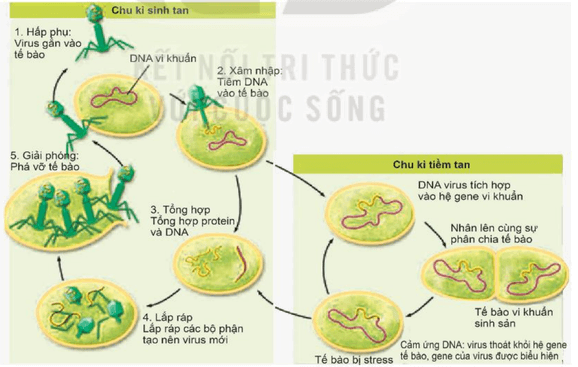 Lý thuyết Sinh 10 Bài 24: Khái quát về virus - Kết nối tri thức