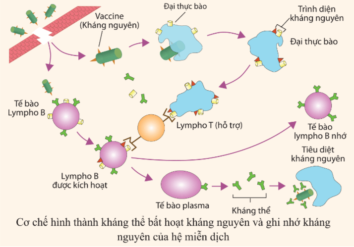 Lý thuyết Sinh 10 Bài 25: Một số bệnh do virus và các thành tựu nghiên cứu ứng dụng virus - Kết nối tri thức