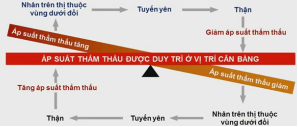 Lý thuyết Sinh 10 Bài 3: Các cấp độ tổ chức của thế giới sống - Kết nối tri thức