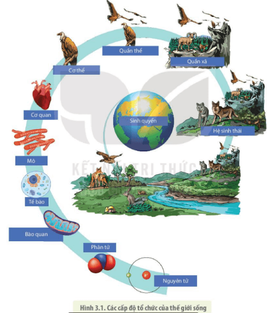 Lý thuyết Sinh 10 Bài 3: Các cấp độ tổ chức của thế giới sống - Kết nối tri thức