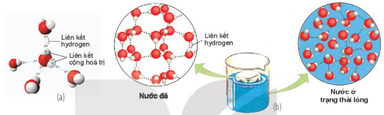 Lý thuyết Sinh 10 Bài 4: Các nguyên tố hóa học và nước - Kết nối tri thức