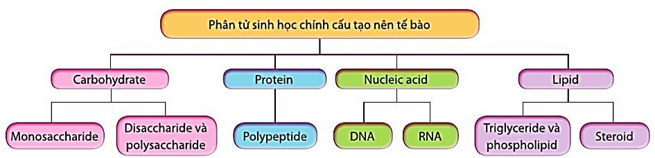 Lý thuyết Sinh 10 Bài 5: Các phân tử sinh học - Kết nối tri thức