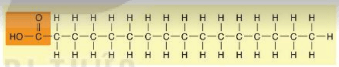 Lý thuyết Sinh 10 Bài 5: Các phân tử sinh học - Kết nối tri thức