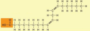 Lý thuyết Sinh 10 Bài 5: Các phân tử sinh học - Kết nối tri thức