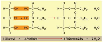 Lý thuyết Sinh 10 Bài 5: Các phân tử sinh học - Kết nối tri thức