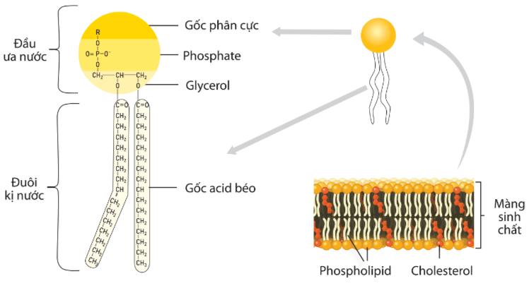 Lý thuyết Sinh 10 Bài 5: Các phân tử sinh học - Kết nối tri thức