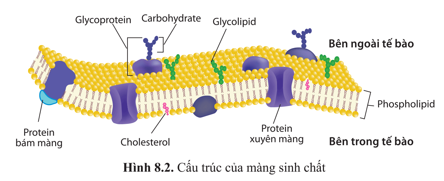 Lý thuyết Sinh 10 Bài 5: Các phân tử sinh học - Kết nối tri thức