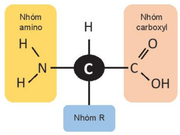 Lý thuyết Sinh 10 Bài 5: Các phân tử sinh học - Kết nối tri thức