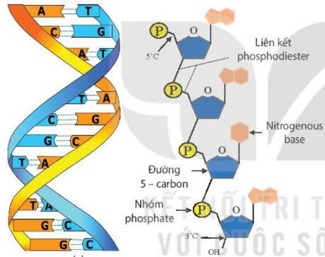 Lý thuyết Sinh 10 Bài 5: Các phân tử sinh học - Kết nối tri thức