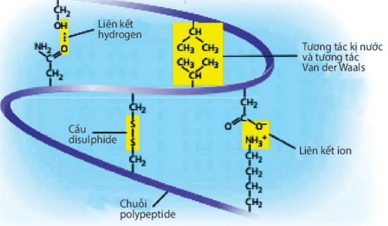 Lý thuyết Sinh 10 Bài 5: Các phân tử sinh học - Kết nối tri thức