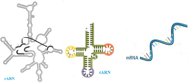 Lý thuyết Sinh 10 Bài 5: Các phân tử sinh học - Kết nối tri thức