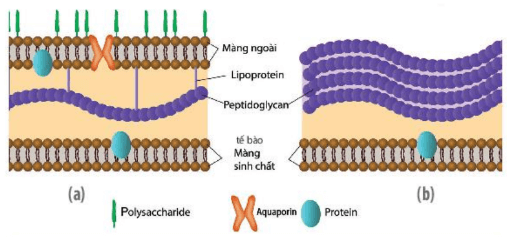 Lý thuyết Sinh 10 Bài 7: Tế bào nhân sơ - Cánh diều