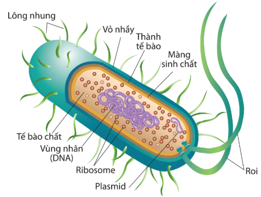 Lý thuyết Sinh 10 Bài 7: Tế bào nhân sơ - Cánh diều